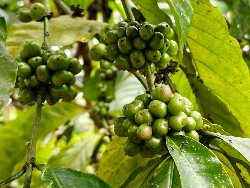 Biji Kopi Hijau Pilihan