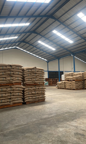 🌍 PT Indocoffee Global Export Continues Supplying Premium Indonesian Coffee to Europe as 2026 Harvest Season Begins