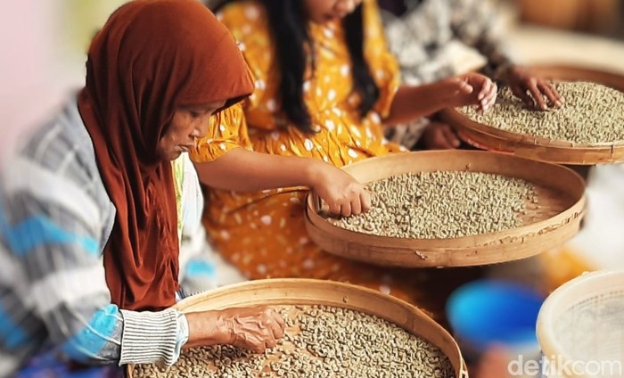 Ijen Java Raung Coffee Community Grows Stronger in Bondowoso