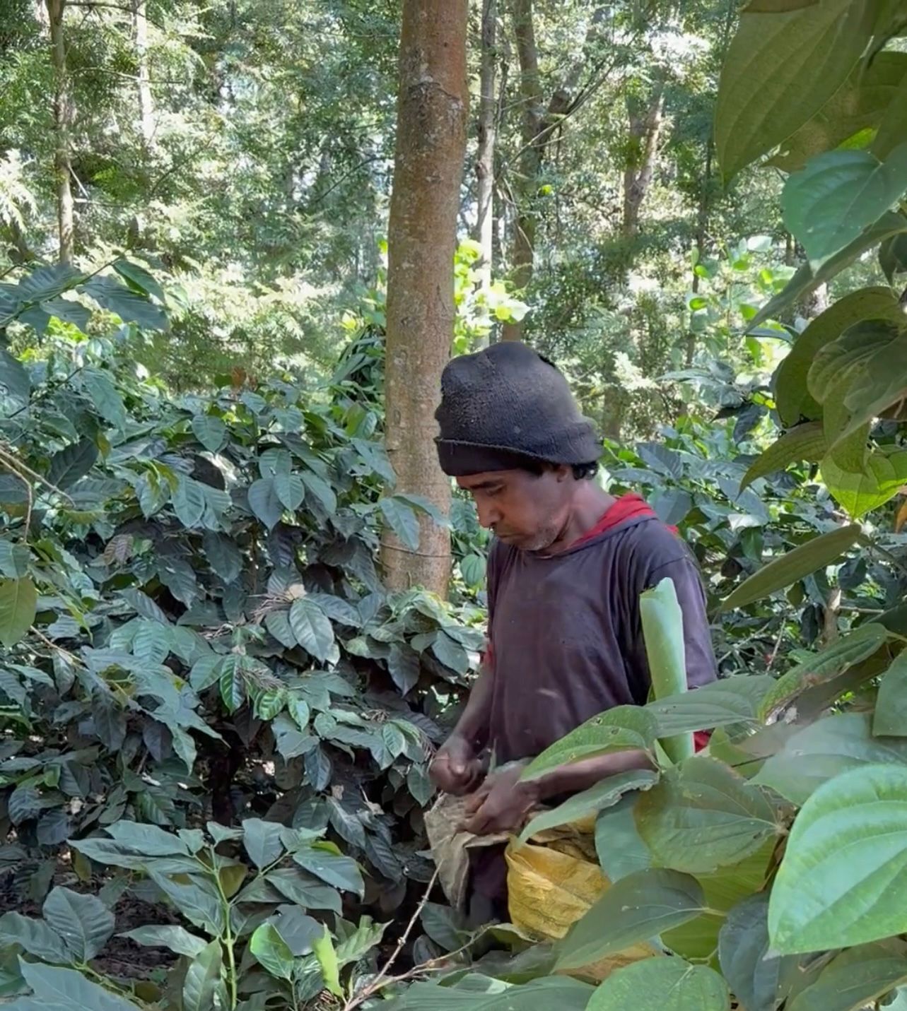 Ijen–Bondowoso Coffee Harvest 2026 Expected to Reach Strong Production Volume for Global Export Markets