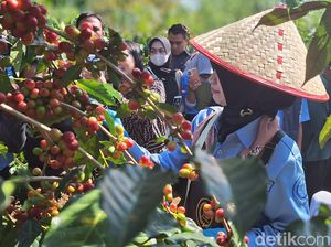 Sustainability Takes Root in the Ijen Java Raung Coffee Community.