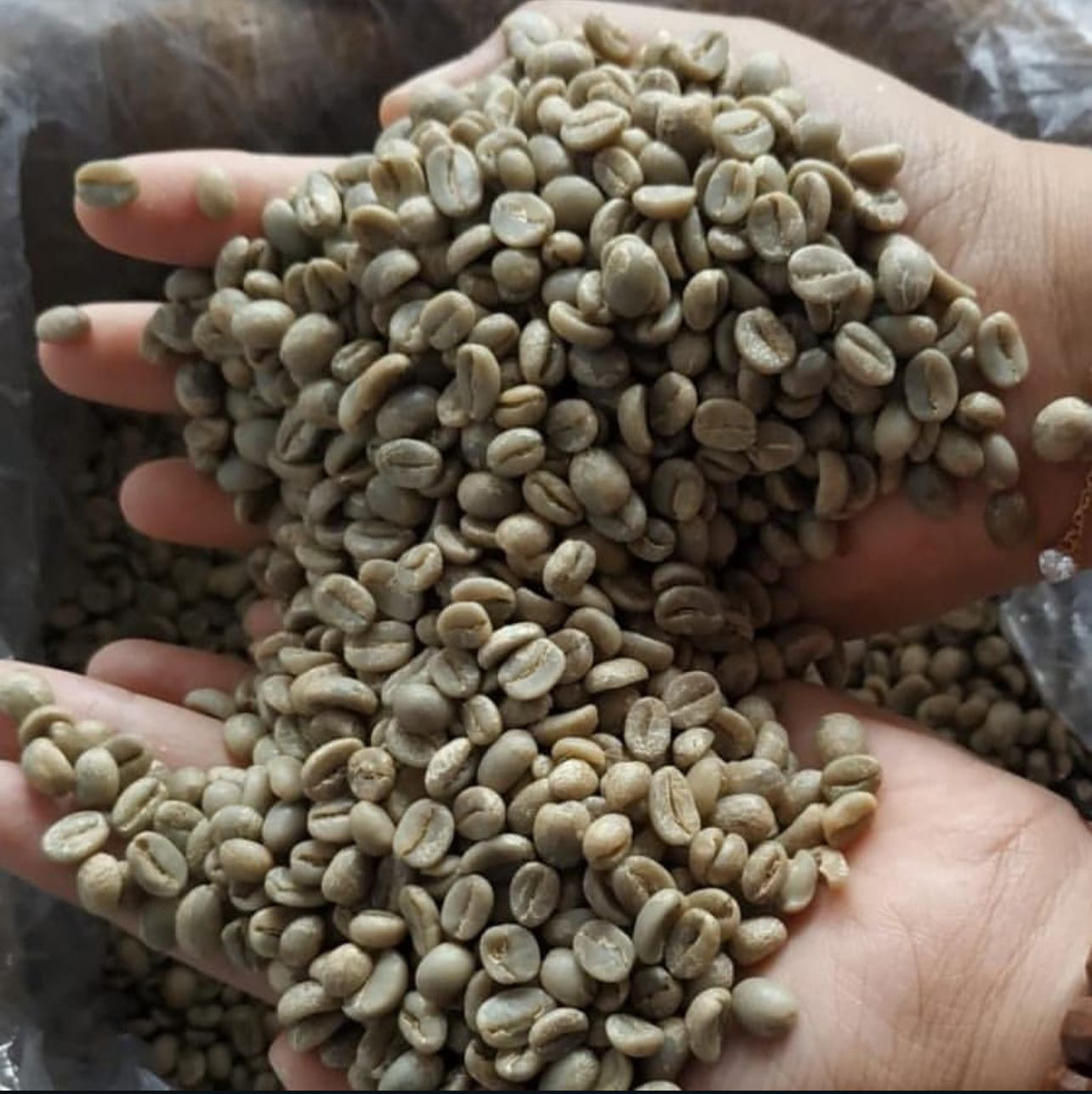 Green Bean Arabica Full Wash