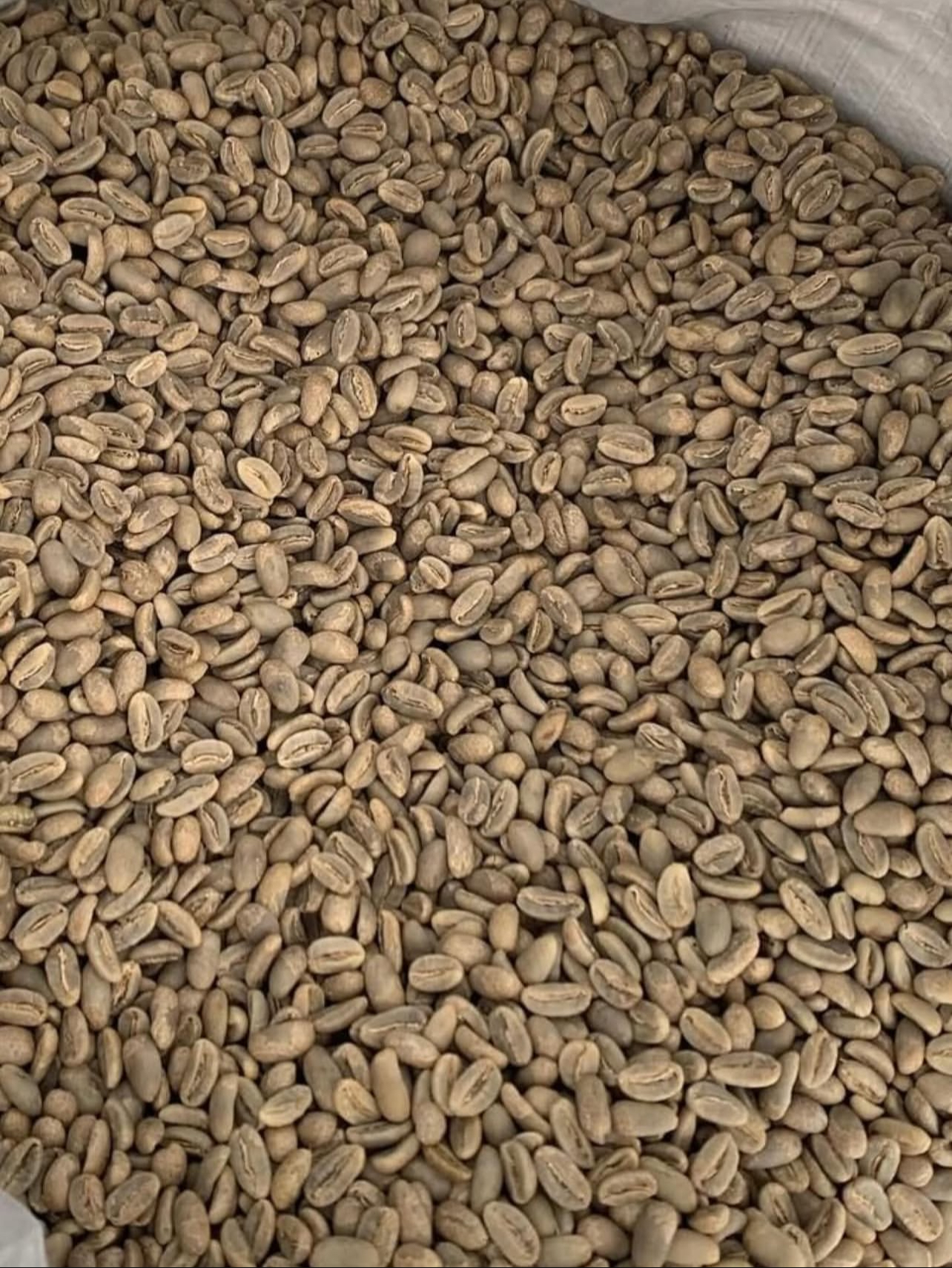 Robusta Grade 1